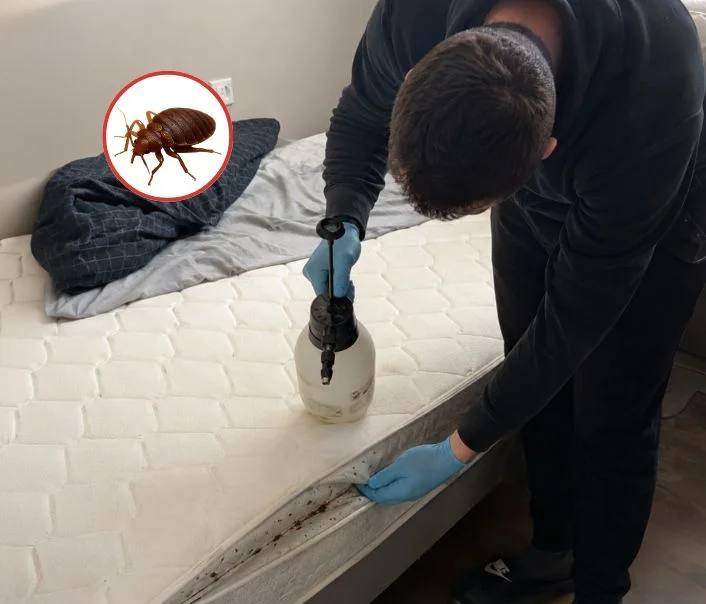 Technicien traitant un matelas contre les punaises de lit à Héricy